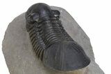 Paralejurus Trilobite Fossil - Atchana, Morocco #312799-5